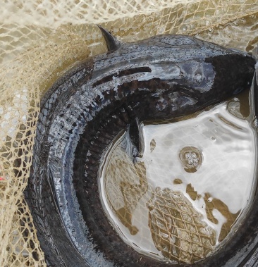 00元/斤 - 一亩田