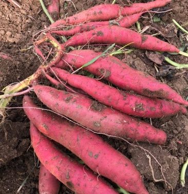 襄阳老河口仙人渡镇400亩西瓜红红薯