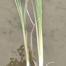 巨马河畔，自家香蒲，高质量，低价格