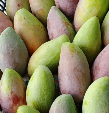 元江金凤凰芒果树上熟