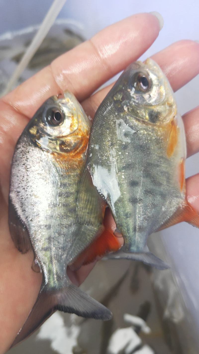 [鲳鱼苗批发]广西南宁江南区鲳鱼苗 0.