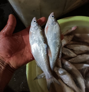 [批发]水产白条蓝刀价格4.50元/斤 - 一亩田