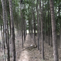 榆树本人自己种植，因地被征用清地处理。