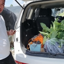 香蕉苗，粉蕉苗，金粉一号蕉苗，矮化香蕉苗，西贡粉蕉苗