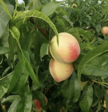 [白桃批发]山东毛桃"小白桃春艳"产地直发一手货源,大量现货价格1.