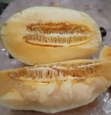 哈密瓜～黄金6号蜜瓜～果型周正网纹好口感酥脆