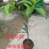 蛋黄果：裸根~中袋~嫁接苗都有嫁接耀堂仙桃蛋黄果