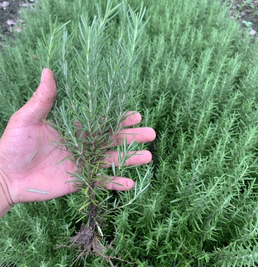 迷迭香种苗秧苗地苗杯苗基地直销常年专业种植回收