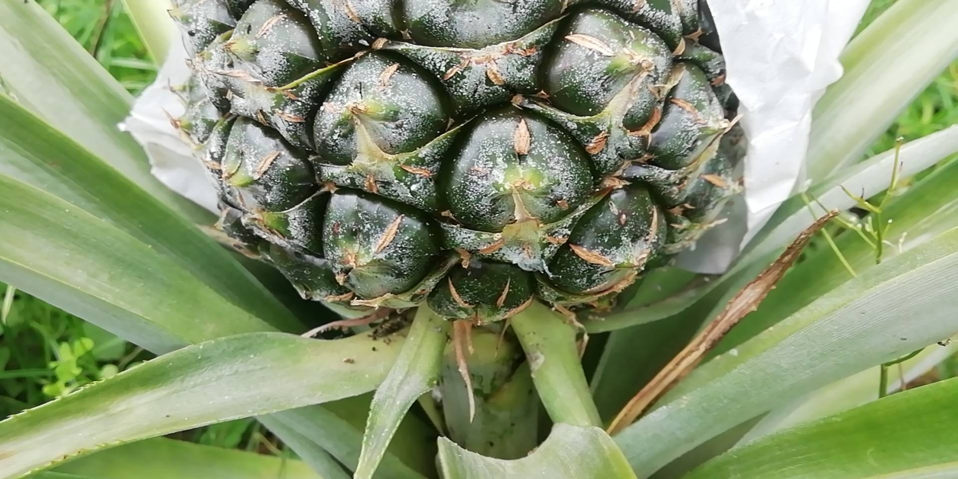 展示一颗成熟菠萝表面自然形成的白色果粉,镜头聚焦于果皮细节 菠萝表面覆盖的白色果粉特写