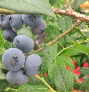 蓝莓,绿宝石,蓝丰.大果果粉厚.口感好.