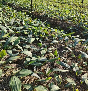 云南文山黄金苗正品正宗三七苗