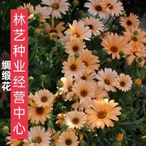 异果菊种子绸缎花种子优质花卉园林景庭院观绿化工程花草植物