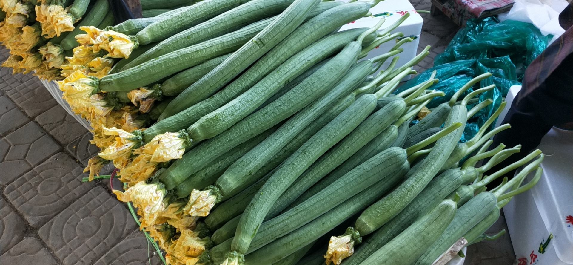 丝瓜花在夜色中缓缓绽放