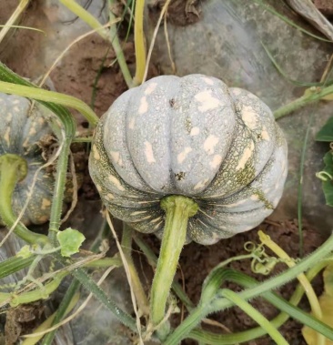 [南瓜批发]台湾土南瓜价格0.60元/斤 - 一亩田