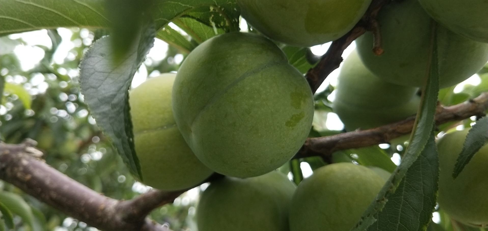 蜂糖李果实特写