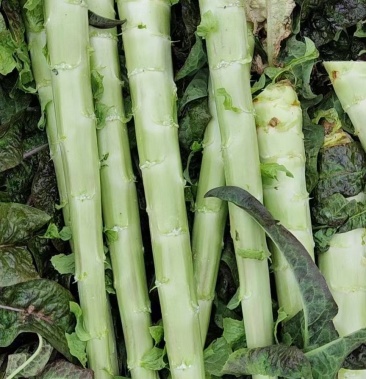 光杆莴笋精品红叶莴笋兰州高原夏菜红叶光杆