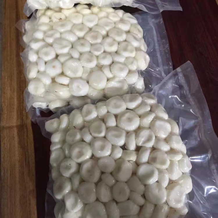 优选白马蹄包装真空批发价发货对接餐饮市场电商欢迎选购