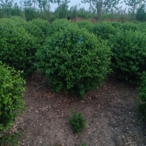 卫矛球，300亩自家苗圃各种规格包成活批发