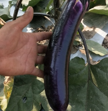 [广茄批发]联系电话价格2.00元/公斤 - 一亩田