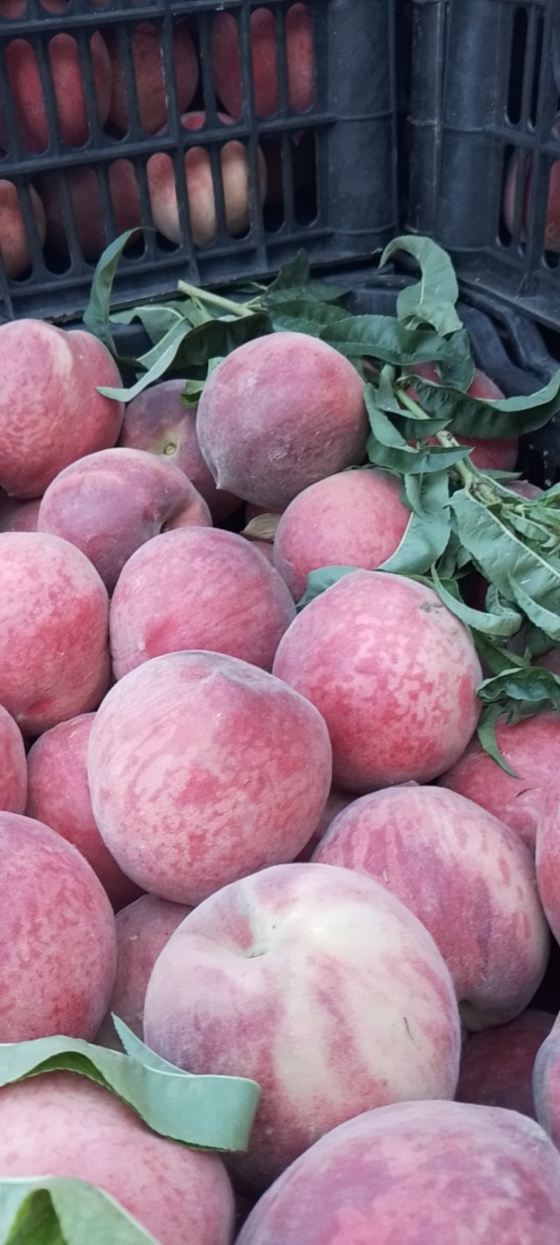 [春雪桃批发]河北邢台广宗县桃 0.80元/斤春雪毛桃 _ 一亩田