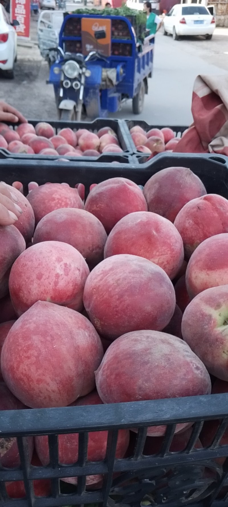 [春雪桃批发]河北邢台广宗县桃 0.80元/斤春雪毛桃 _ 一亩田