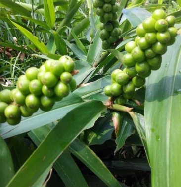 益智干 中药材信宜益 智仁批发量大从优 益智仁鲜果