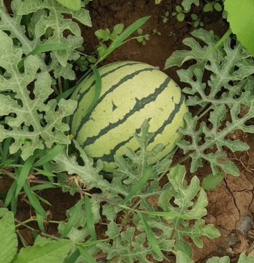 陆地直播京欣一号西瓜