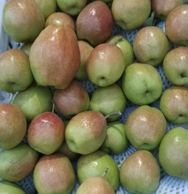 新疆库尔勒香梨特级全母梨