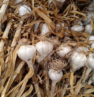 [大蒜批发]46瓣带杆蒜价格1.55元/斤 - 一亩田