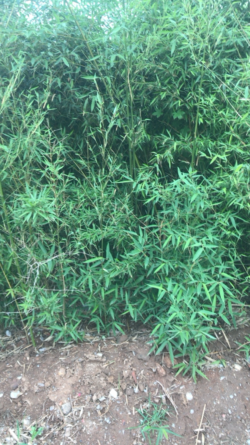 银环竹.大竹子.小竹子等各种竹子