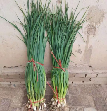 [四季蒜苗批发]白蒜苗价格1.00元/斤 - 一亩田