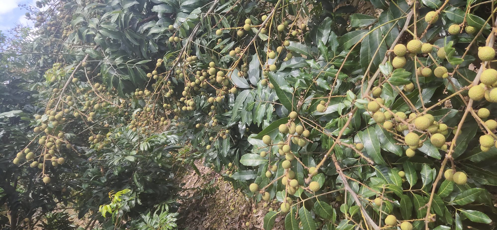 一棵茂盛的储良龙眼树,阳光透过绿叶,枝条上挂有成熟果实;近景展示几片刚采摘下来的深绿色龙眼叶子,叶脉清晰,表面光滑有光泽,背景为果园环境 龙眼树与新鲜采摘的龙眼叶特写