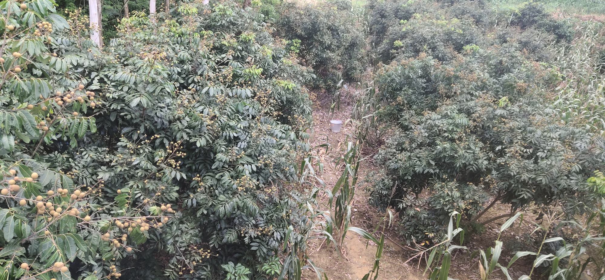 广西龙眼种植园全景