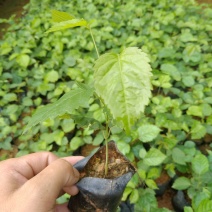 紫花多花红花风铃木