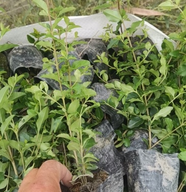 [批发]小叶女贞小杯苗价格0.55元/棵 - 一亩田