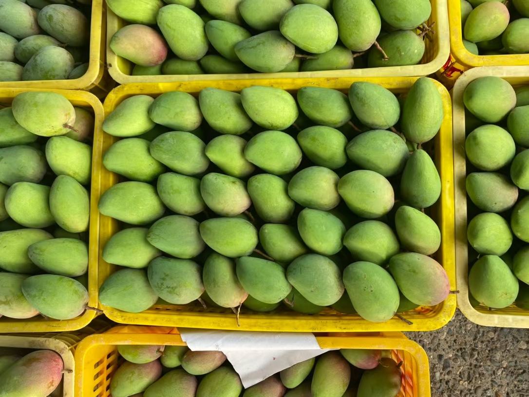 手工采摘老树小台芒