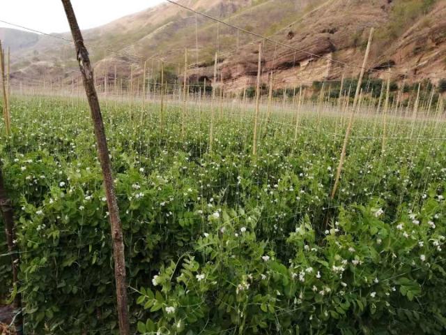 毛豆植株特写
