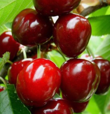 新疆喀什樱桃车厘子,4斤装,顺丰空运,一件代发