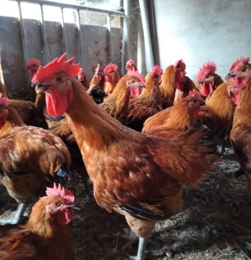 青脚麻公鸡均重7斤多