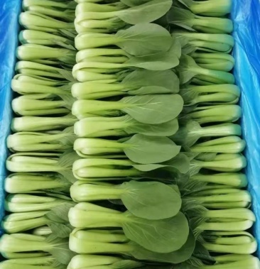 [小白菜批发]精品上海青小白菜价格0.40元/斤 - 一亩田