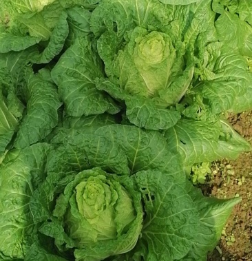 基地直销,富硒大白菜,高山蔬菜 基地直销,欢迎采购