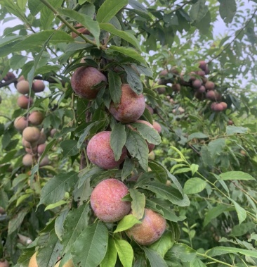 [三华李子批发]三华李价格1.00元/斤 - 一亩田