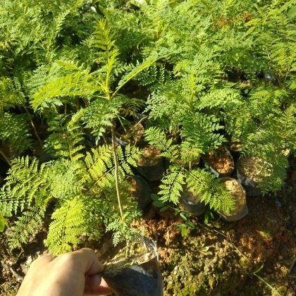 四川乐山市中区蓝花楹价格行情走势 - 一亩田