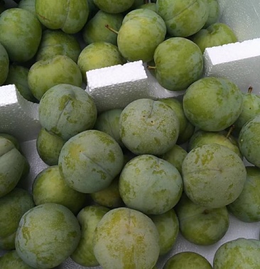 巫山曲尺脆李脱骨脆李