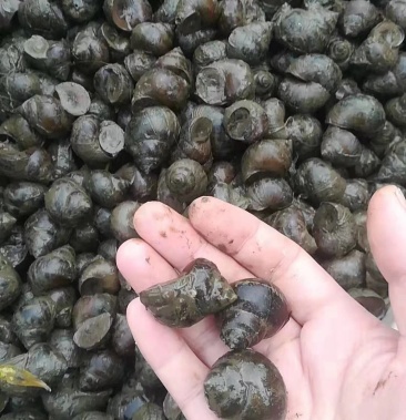 [田螺批发]田螺价格4.50元/斤 - 一亩田