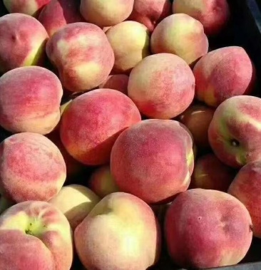 [蜜桃批发]中三毛桃大量有货价格1.30元/斤 - 一亩田