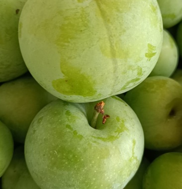 [青脆李子批发]四川宜宾,正宗脱骨李,当季水果,孕妇水果价格1.