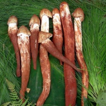 野生菌