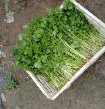 白鹿原小麦芹基地货源大量上市