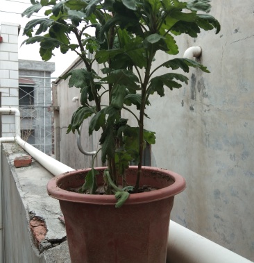 岔景金丝皇菊销售中,它绿化庭院,吸收二氧化碳有害气体.